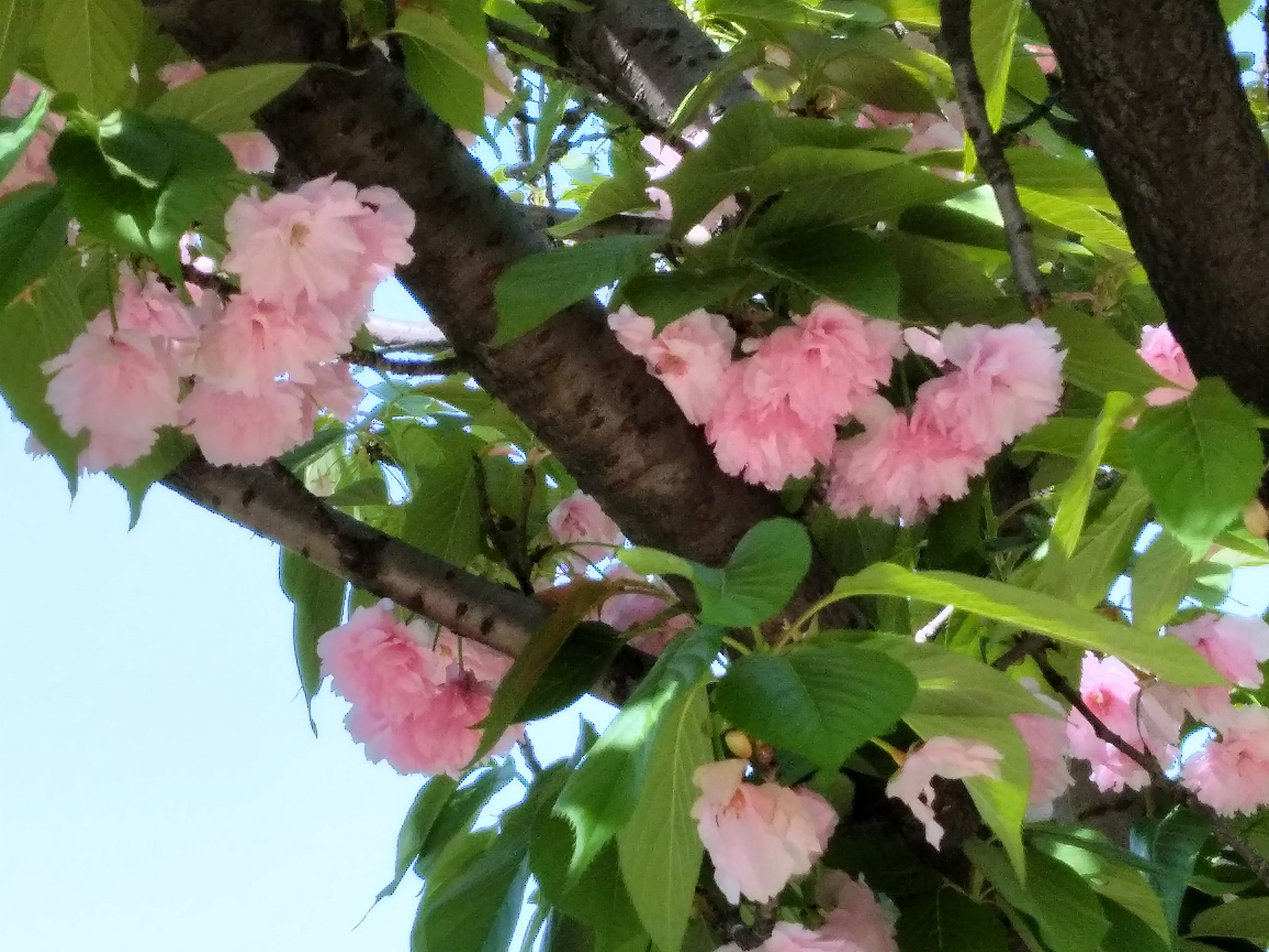 觅芳踪——中南财经政法大学首义校区四月观花指南