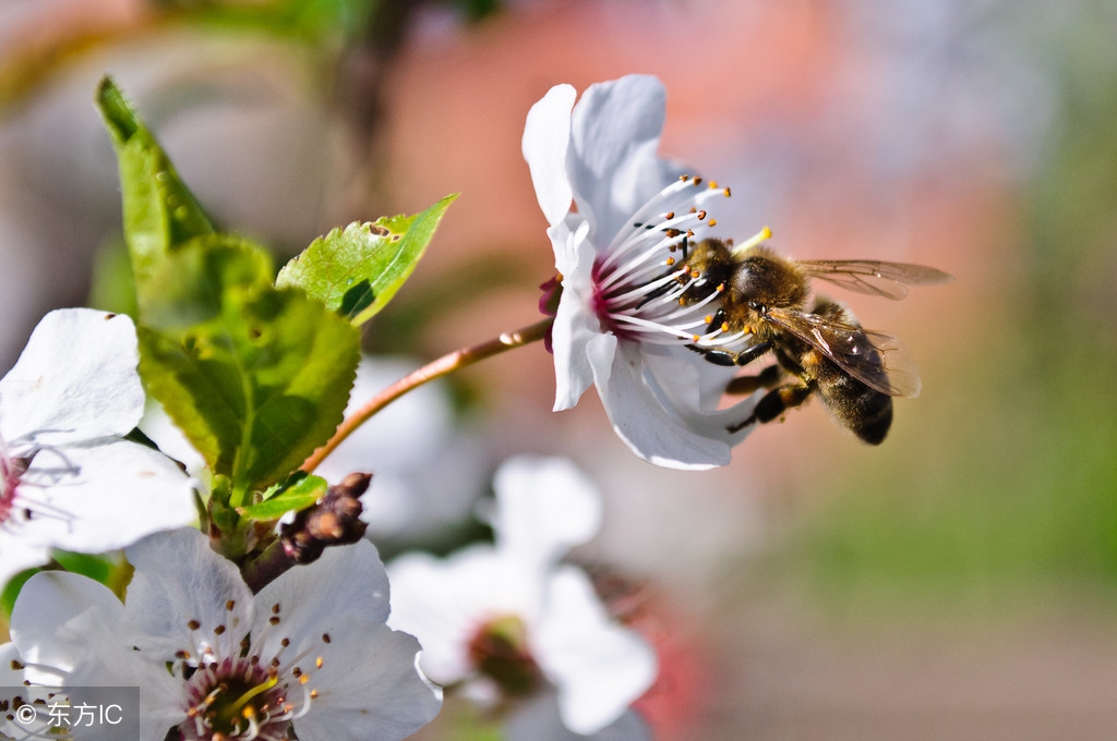 蜜蜂飞进蜂箱怎么办,蜜蜂飞进家里了怎么办
