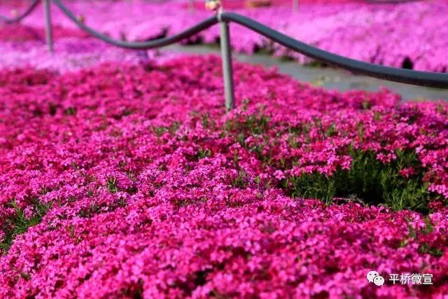 平桥美丽乡村,平桥区漂亮乡村