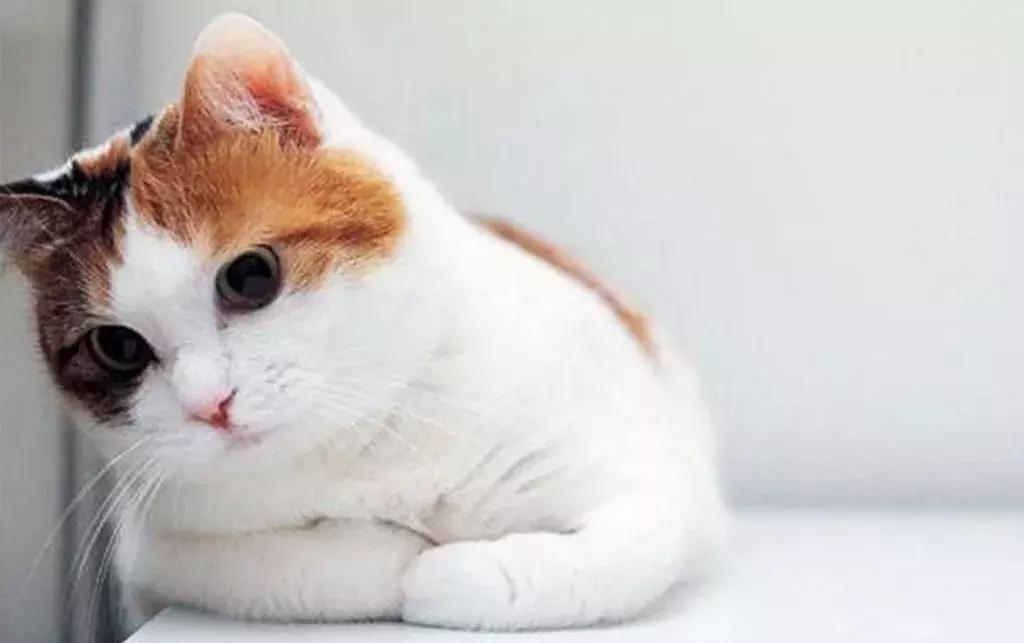 养猫人需要什么,养猫人需要学习的书籍