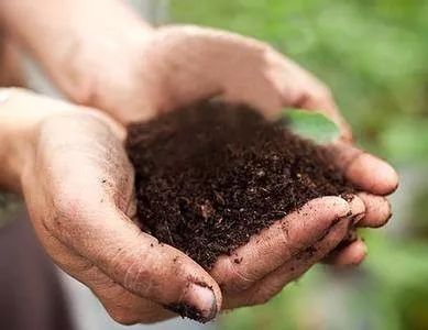 吃土什么梗,涨知识吃大蒜真能杀菌吗