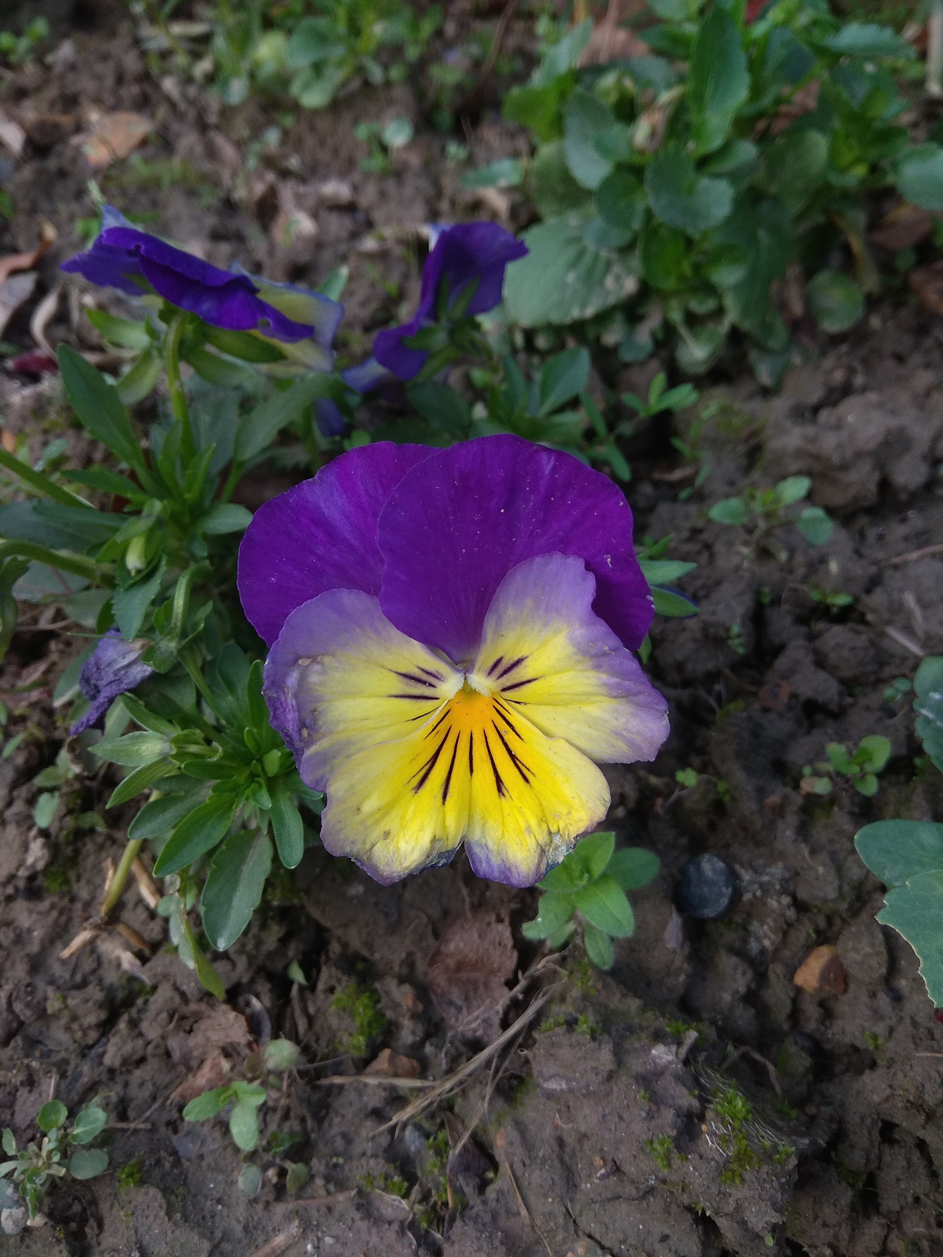 红米手机拍摄技巧,教你拍出卡片机的效果