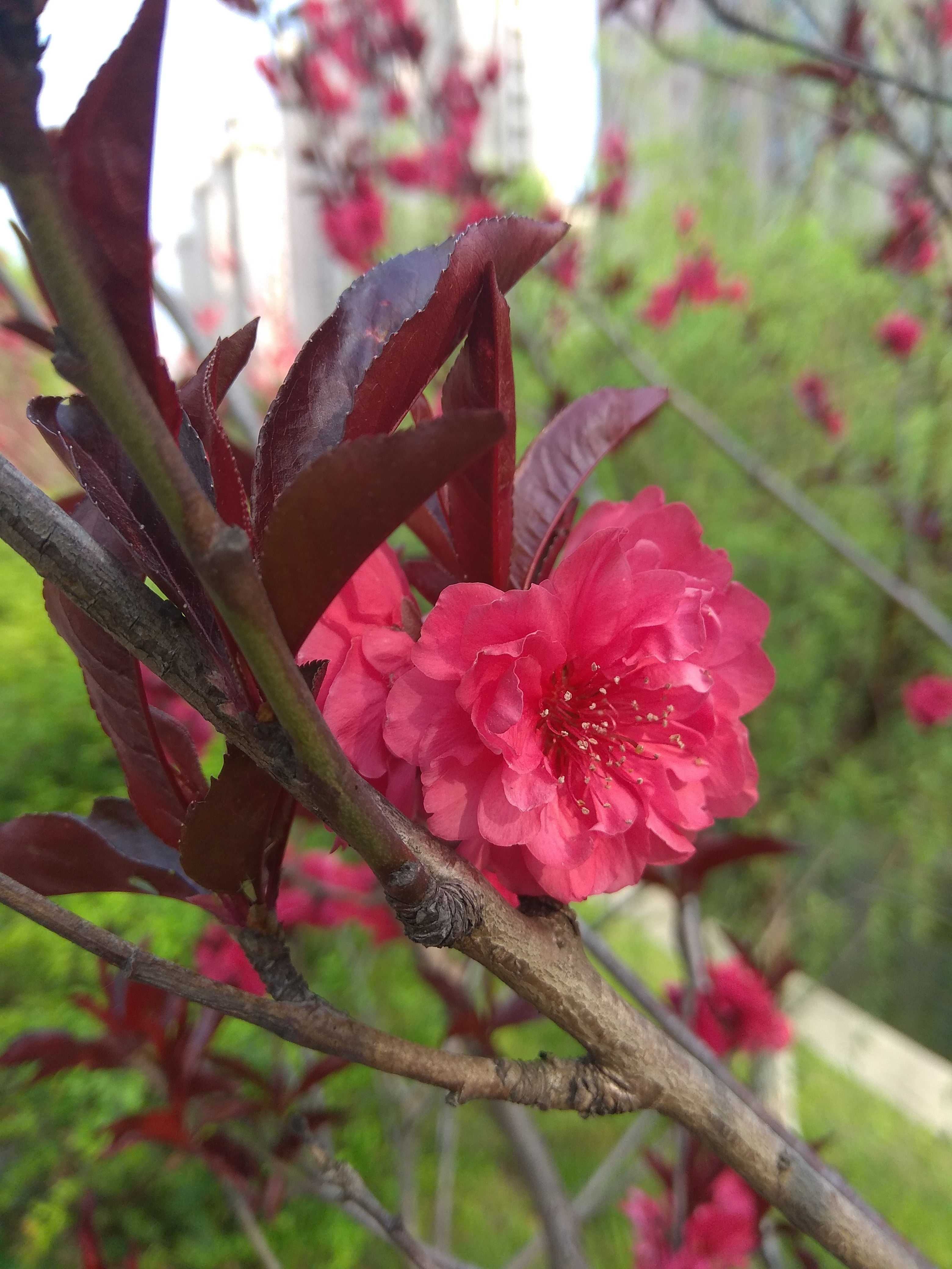 红米手机拍摄技巧,教你拍出卡片机的效果