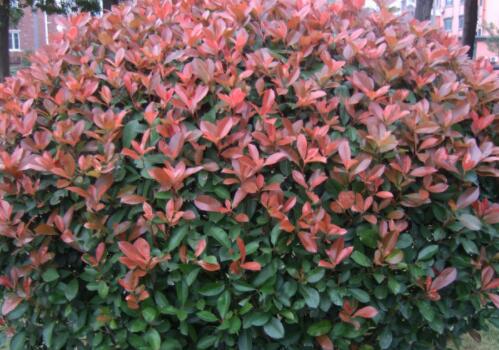 家里院子可以栽红叶石楠盆景吗,红叶石楠苗木庭院怎么种植