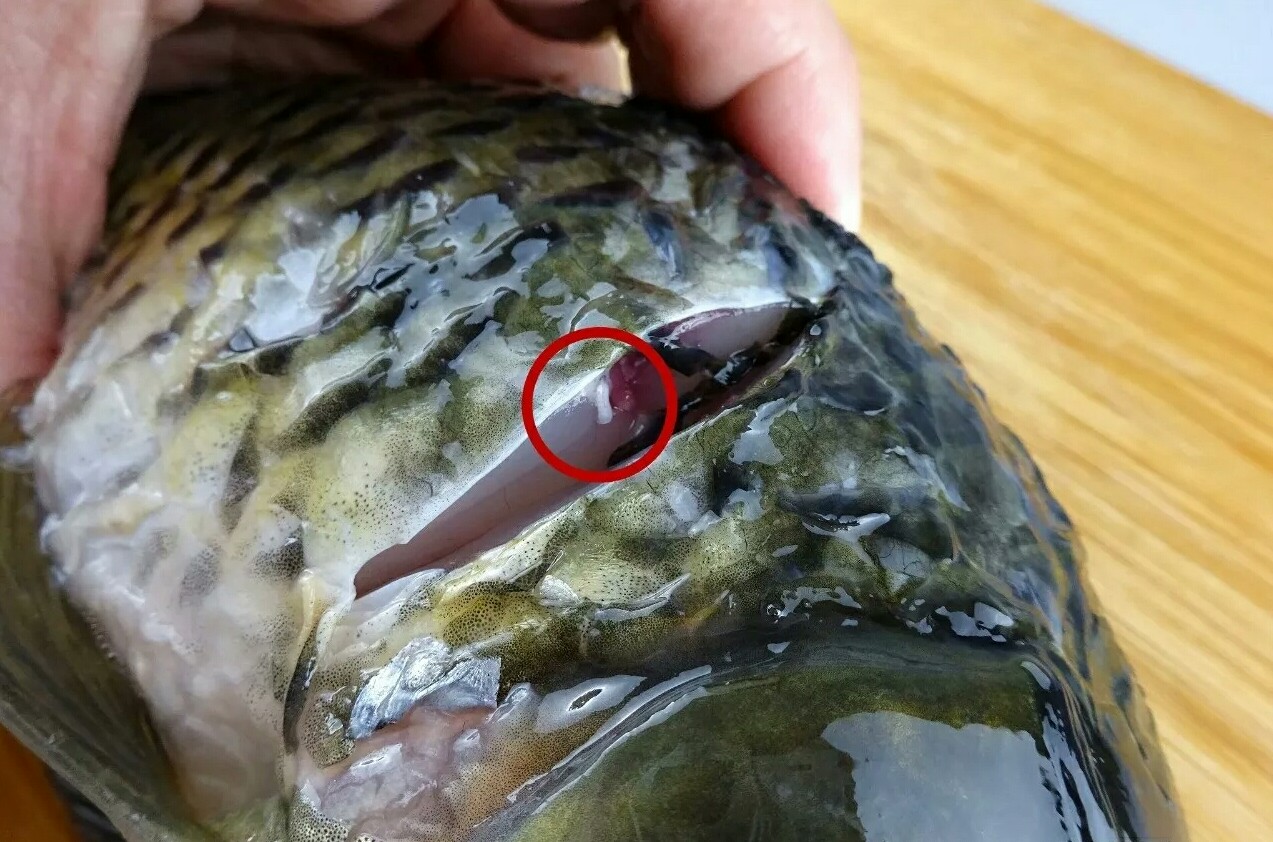 如何快速去除鱼的土腥味儿,怎么才能去除鱼的土腥味
