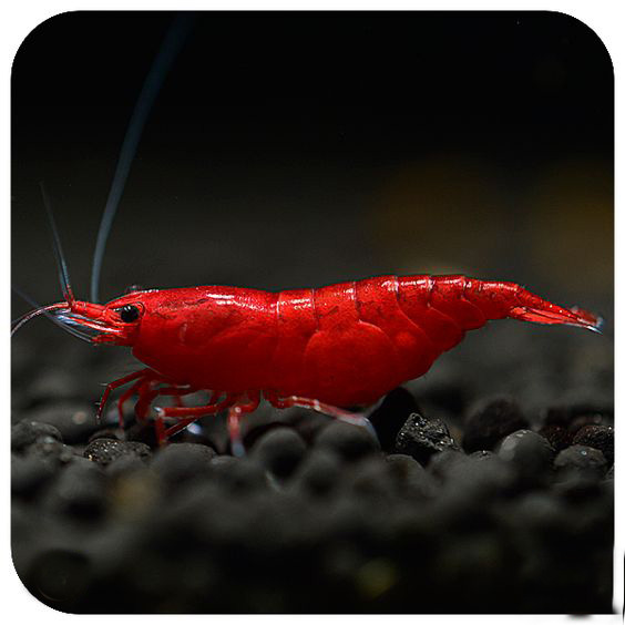 观赏虾和观赏鱼哪个好养一些,观赏鱼养多了好吗