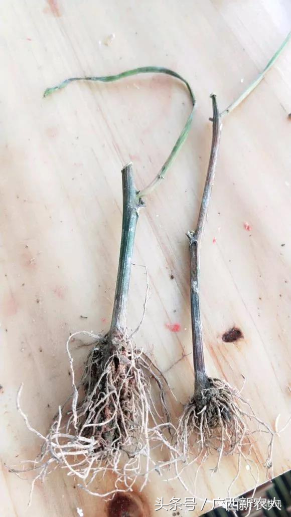 百香果病害图谱及防治,百香果果实病毒病图谱及防治