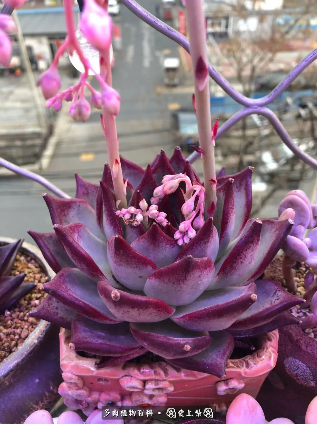 没阳光的多肉也如此迷人,不需要很多阳光的多肉