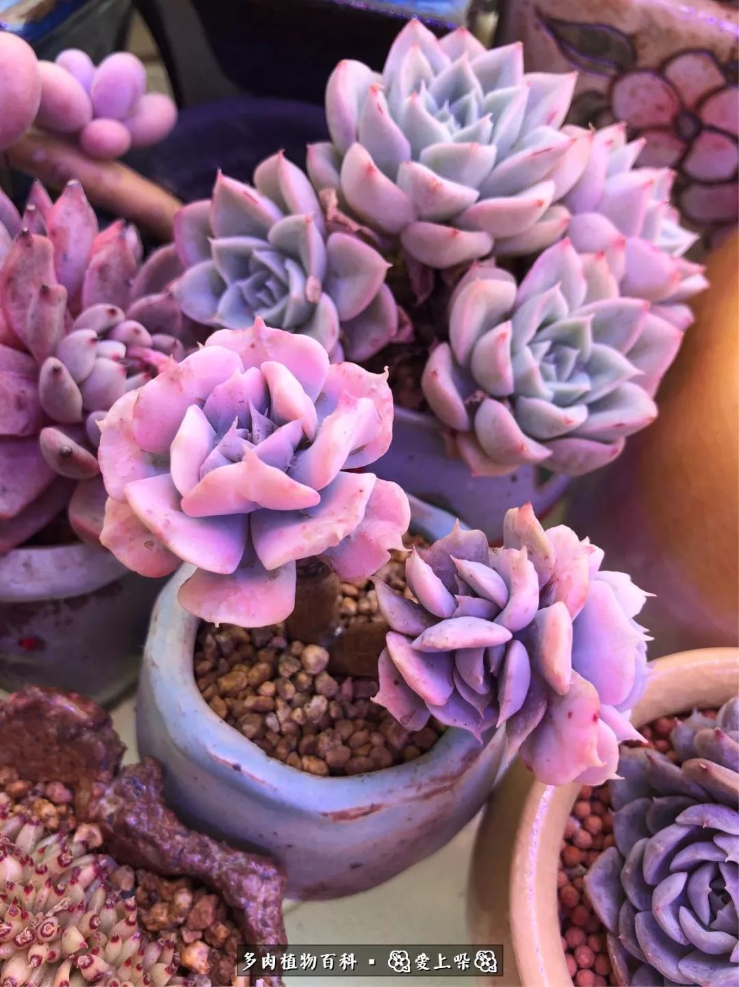 没阳光的多肉也如此迷人,不需要很多阳光的多肉