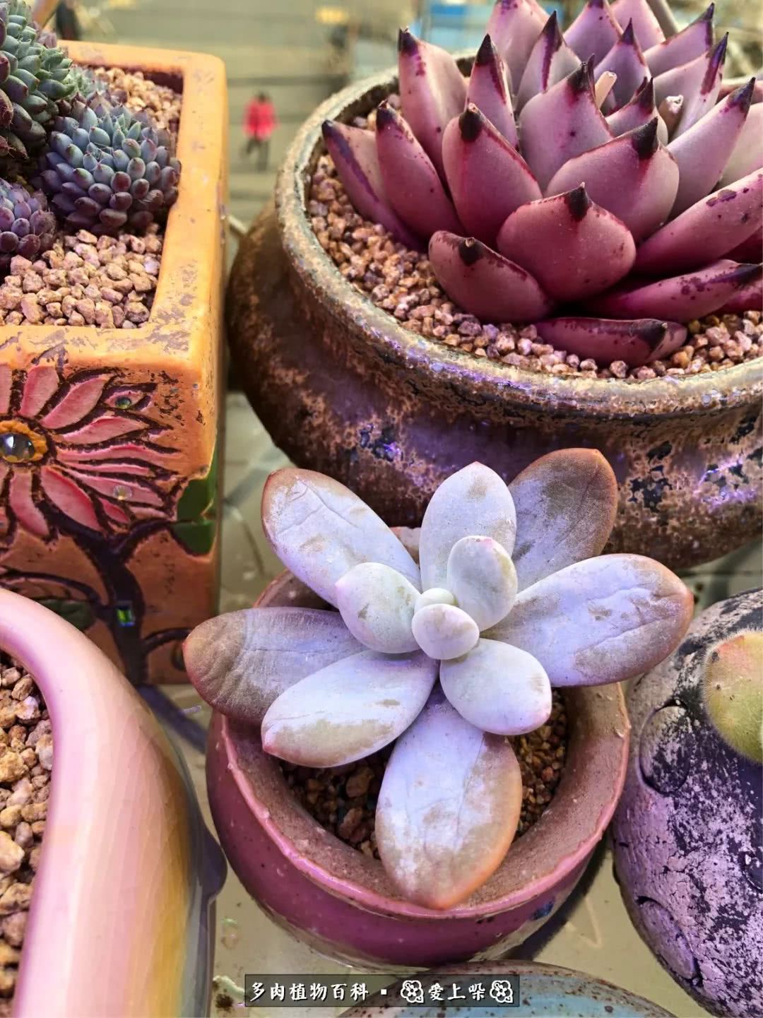 没阳光的多肉也如此迷人,不需要很多阳光的多肉