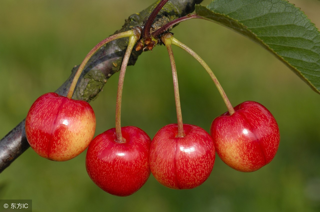 怎么判断樱桃有没有变色,樱桃在正常情况下什么时候成熟