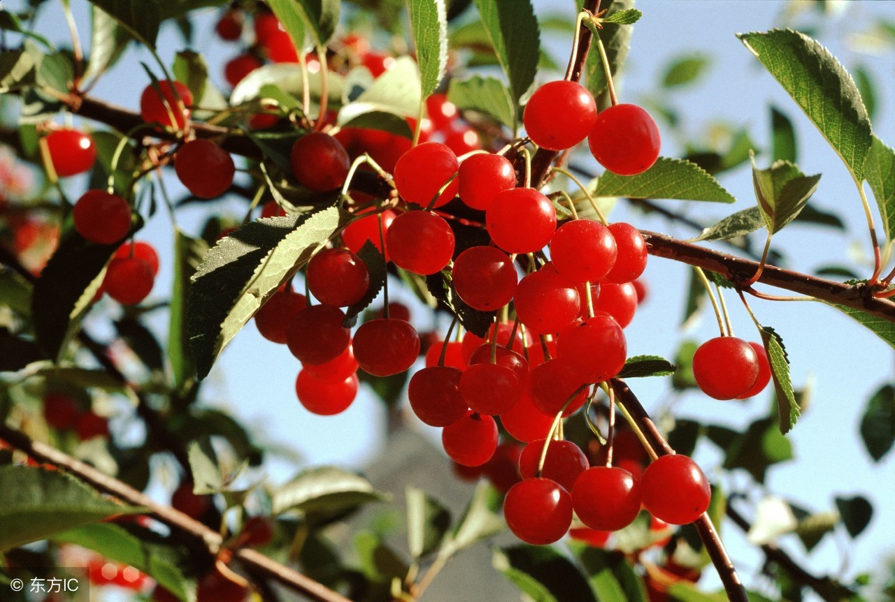 怎么判断樱桃有没有变色,樱桃在正常情况下什么时候成熟