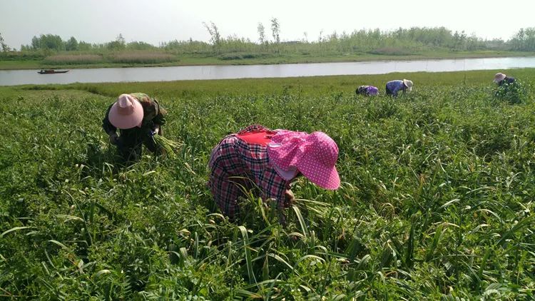 抽了蒜苔卖蒜苗,抽出来的蒜苔好短