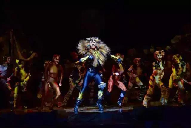 世界名著中的猫,盘点千奇百怪的猫