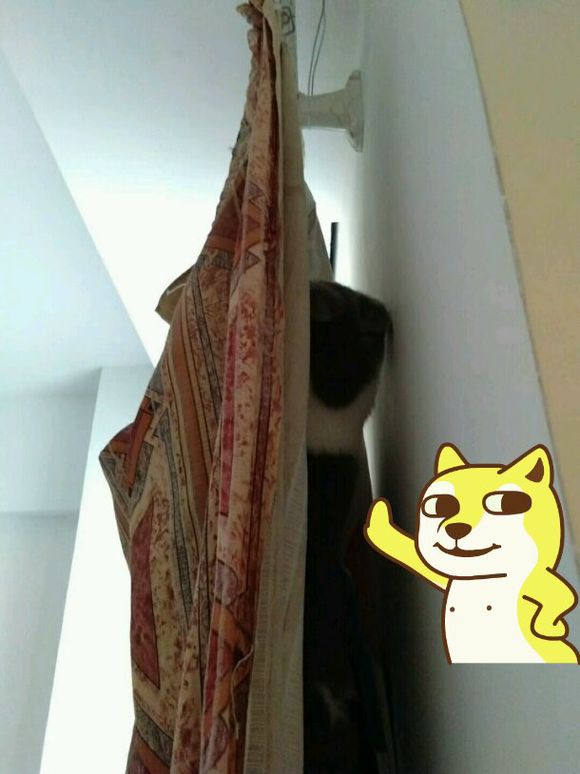 主人养了一只猫的视频,猫中哈士奇暹罗猫