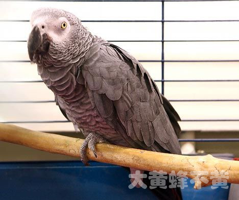 如果爱你的鹦鹉,请让它远离这些食物