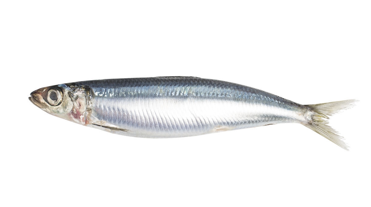 日式料理四种鱼,日本料理一般有哪些鱼