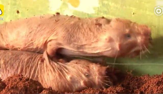 世界四大最丑动物,世界上最丑的鼹鼠