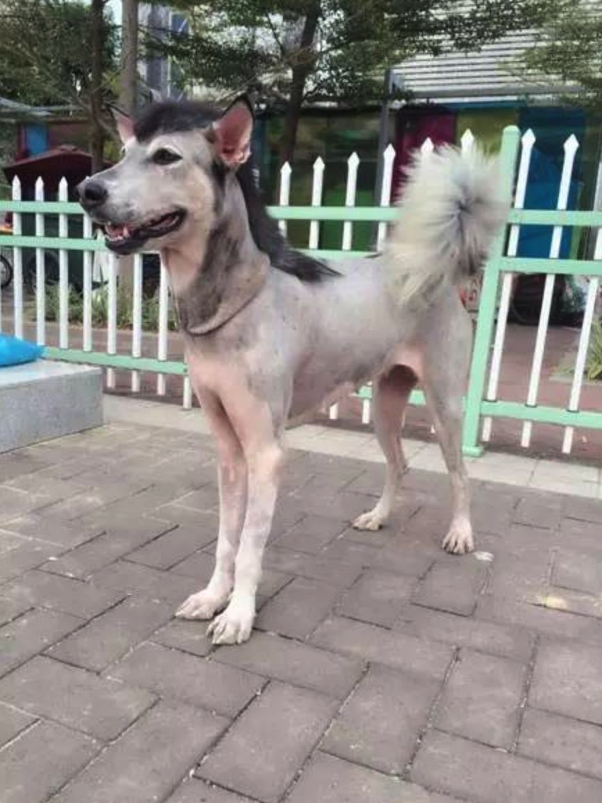 给狗狗剃毛剃成很奇怪的样子,狗狗剃了毛照镜子