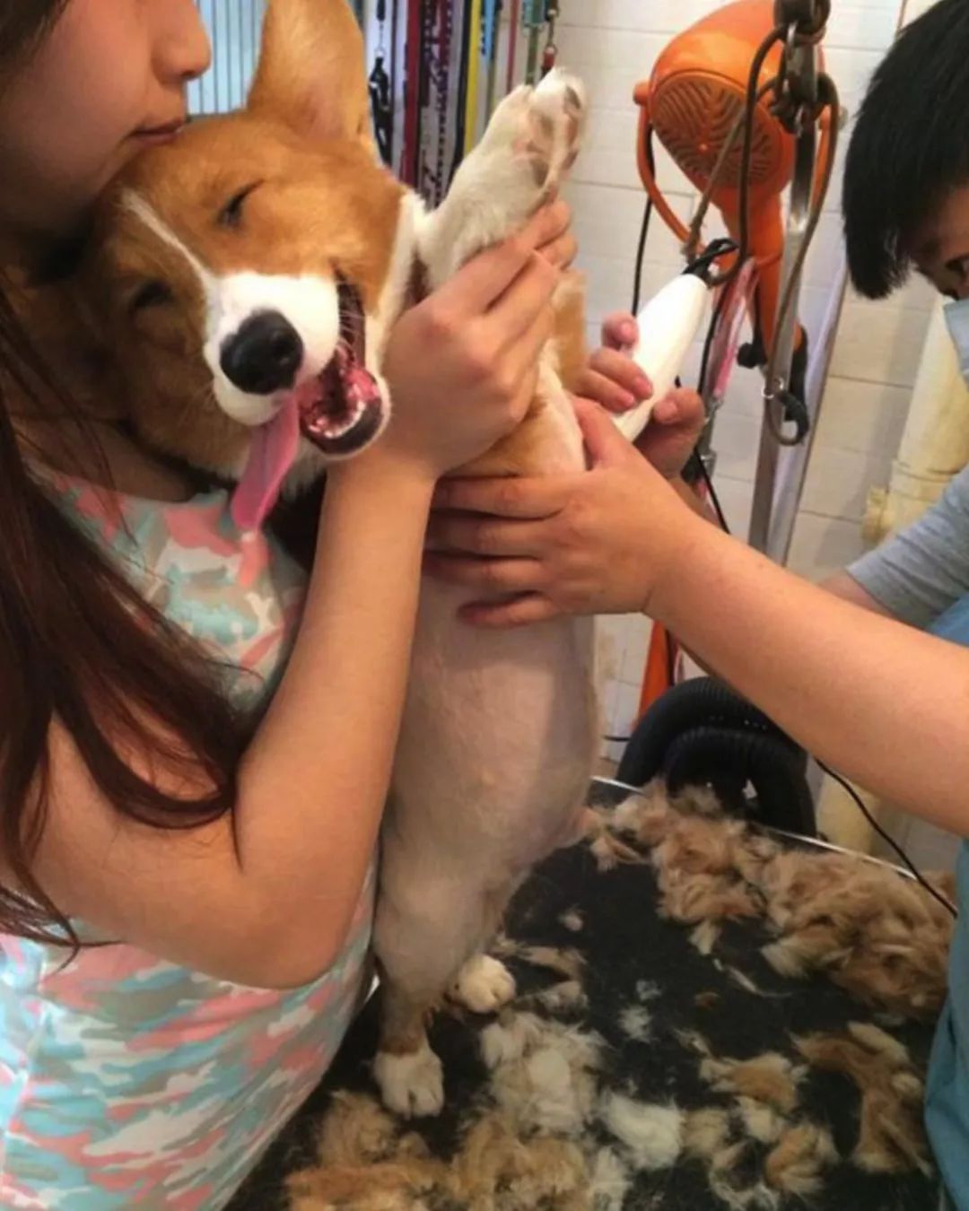 给狗狗剃毛剃成很奇怪的样子,狗狗剃了毛照镜子