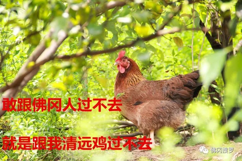 退伍军人养鸡创业致富,90后农村小哥辞职回乡创业养鸡