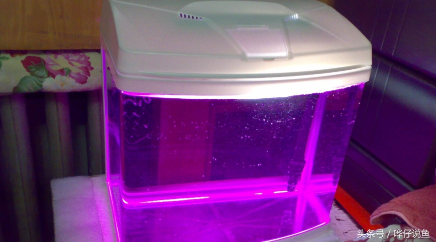 养鱼池里养的鱼怎么样消毒,养鱼不死鱼技巧视频教程