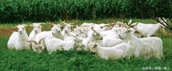 最新羊毛价格行情,羊绒和羊毛哪个价格高