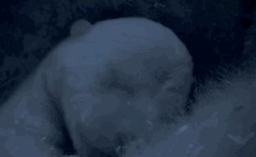 被奉为神明合集,bbc神级纪录片life第02集