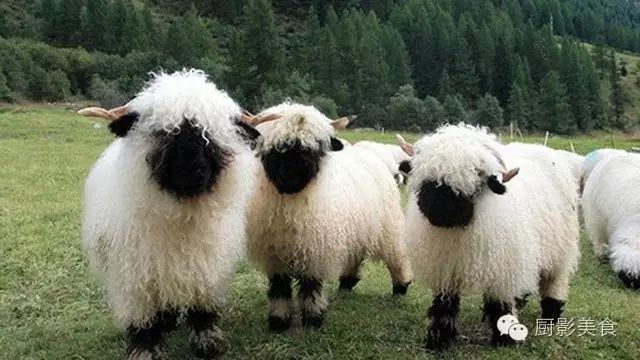 爱吃羊肉,爱吃串,那就看看这60种不同品种的羊长什么样子吧!