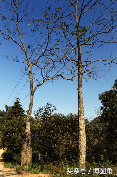 白裤瑶：一个被联合国认定为民族文化保留最完整的少数民族