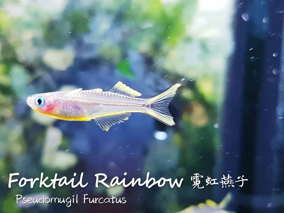 观赏鱼热带鱼品种,热带鱼品种太多认不清