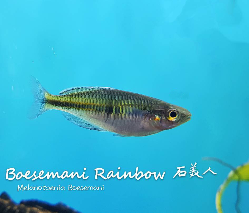 观赏鱼热带鱼品种,热带鱼品种太多认不清