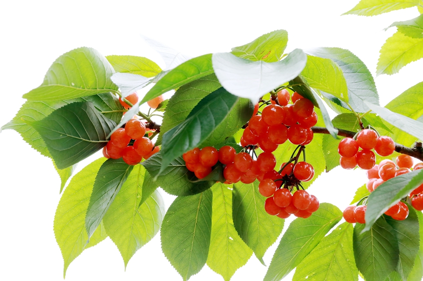 成都周边樱桃沟樱桃熟了吗,青白江恩特尔樱桃