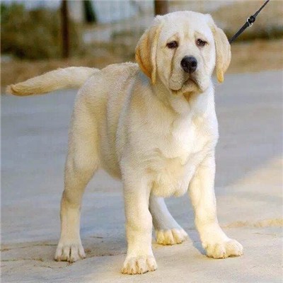 狗接触了有狗瘟的狗怎么办,狗瘟治愈的最佳方法