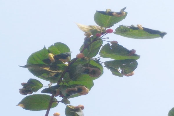 樱桃上的粉色小虫是什么虫,樱桃叶子上长虫