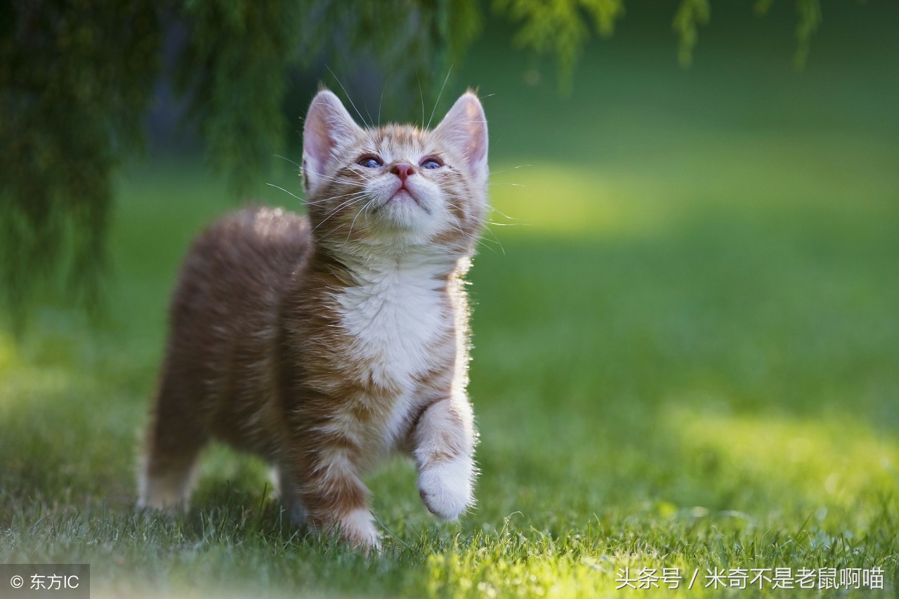 猫咪喂食冷知识图片,50个猫咪冷知识免费观看