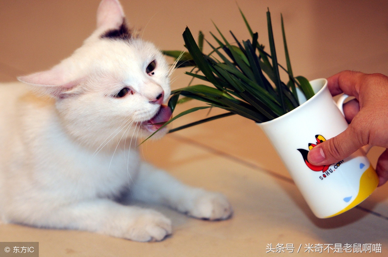 猫咪喂食冷知识图片,50个猫咪冷知识免费观看