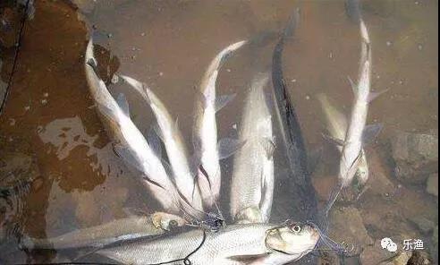 仿生串钩翘嘴鱼最新方法,虾皮串钩钓翘嘴鱼的最佳方法