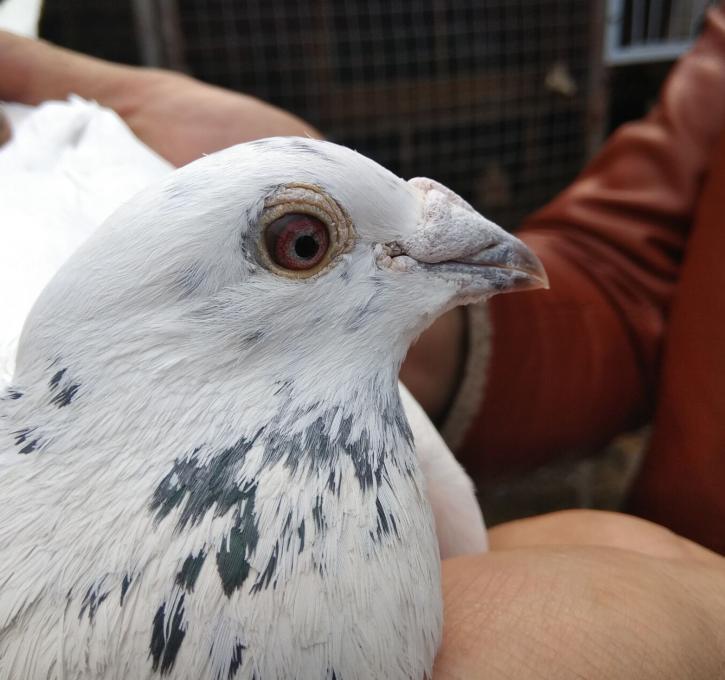鸽巢要修在什么地方好,幼鸽出壳多少天可以清理鸽窝