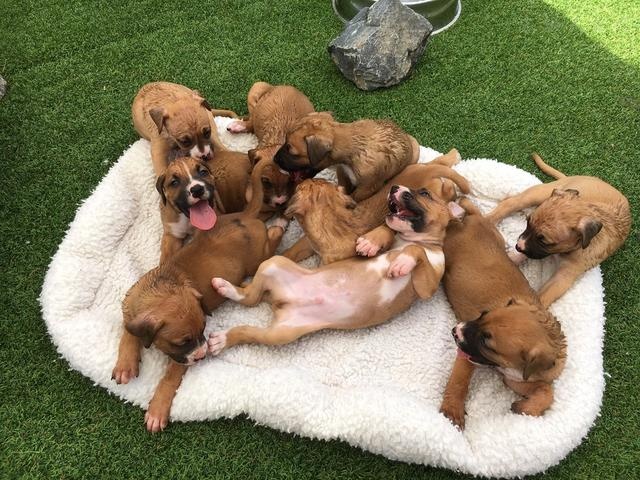 刚出生的小狗多长时间打疫苗驱虫,打完疫苗多久可以驱虫小狗