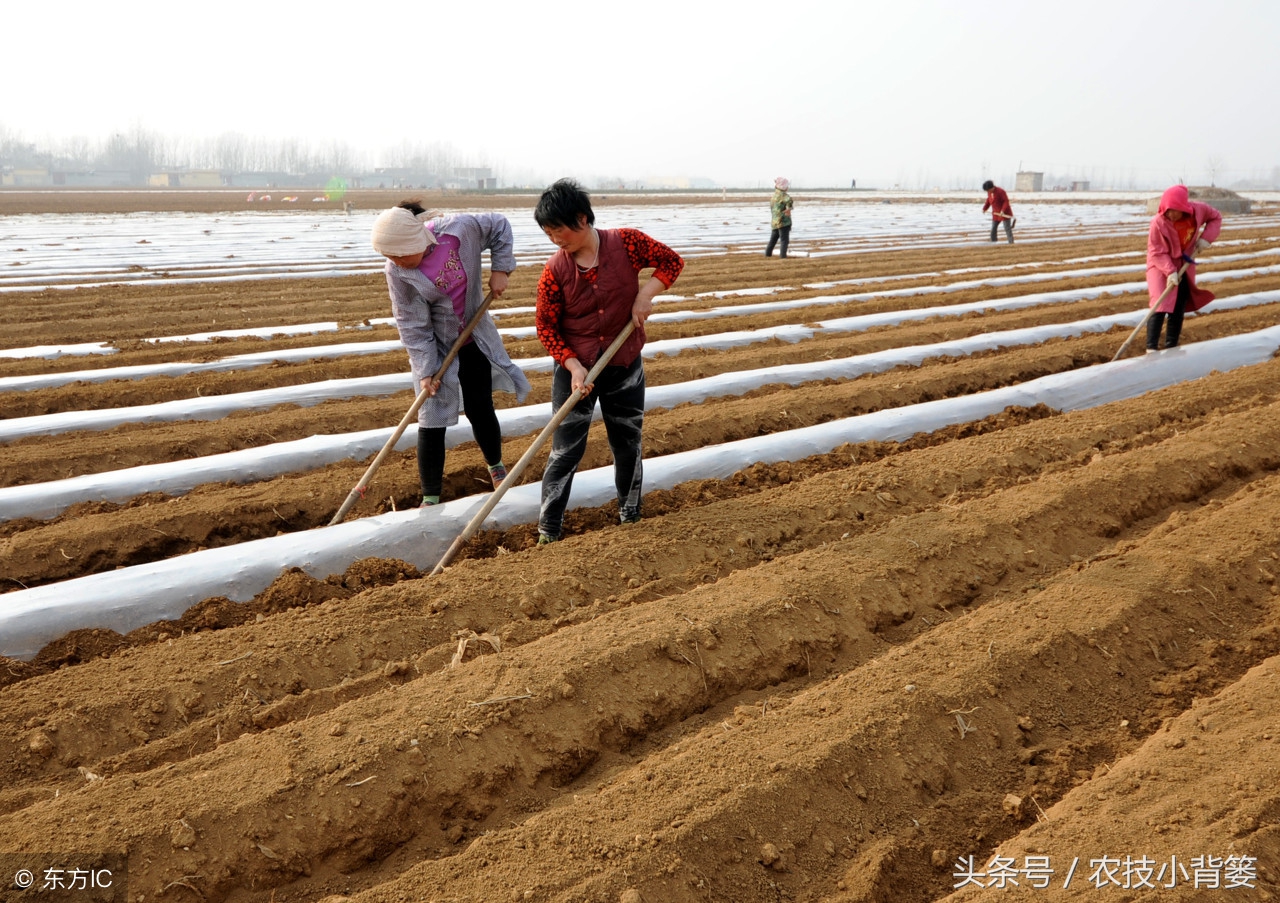 马铃薯怎么种植能够上市早、产量高？
