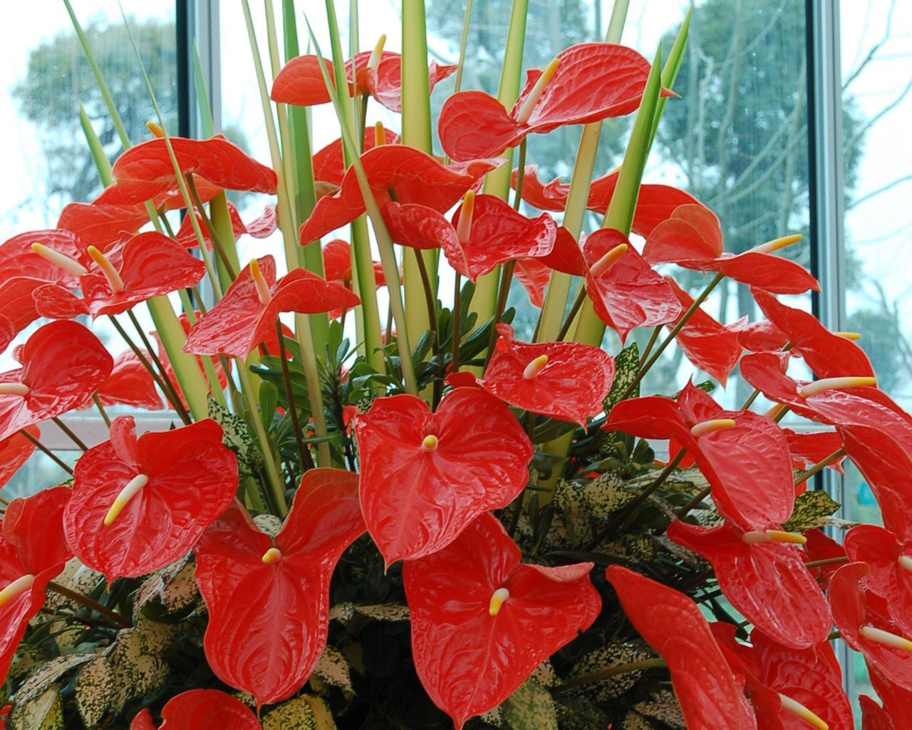 红掌叶子发黄怎么养才能长得茂盛,红掌的叶片发黄是什么原因