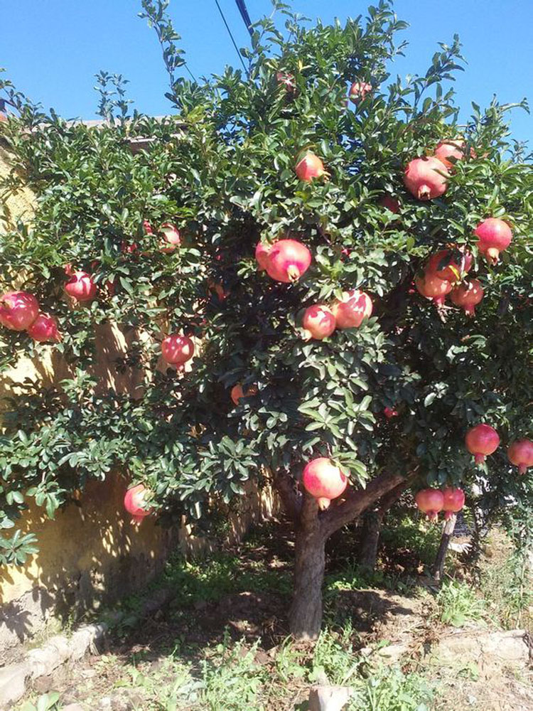 石榴树的种植方法与注意事项,种植石榴树的方法和技术