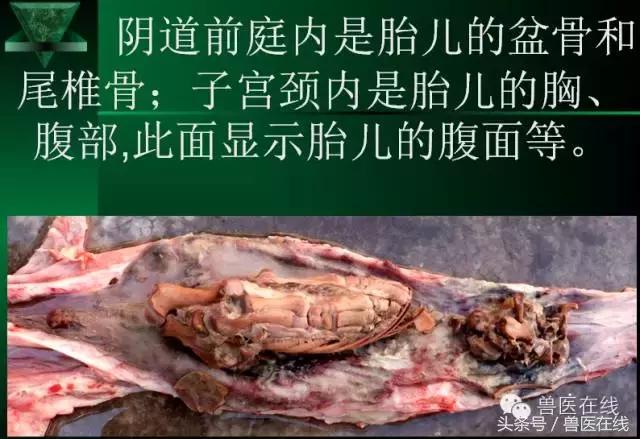 猪病兽医必看的蓝耳病现场诊断