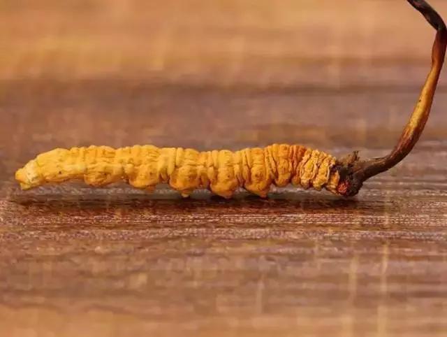 虫草≠冬虫夏草，冬从夏草的功效