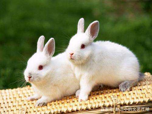 中国诗词大会与郦波老师同框,中国诗词大会郦波