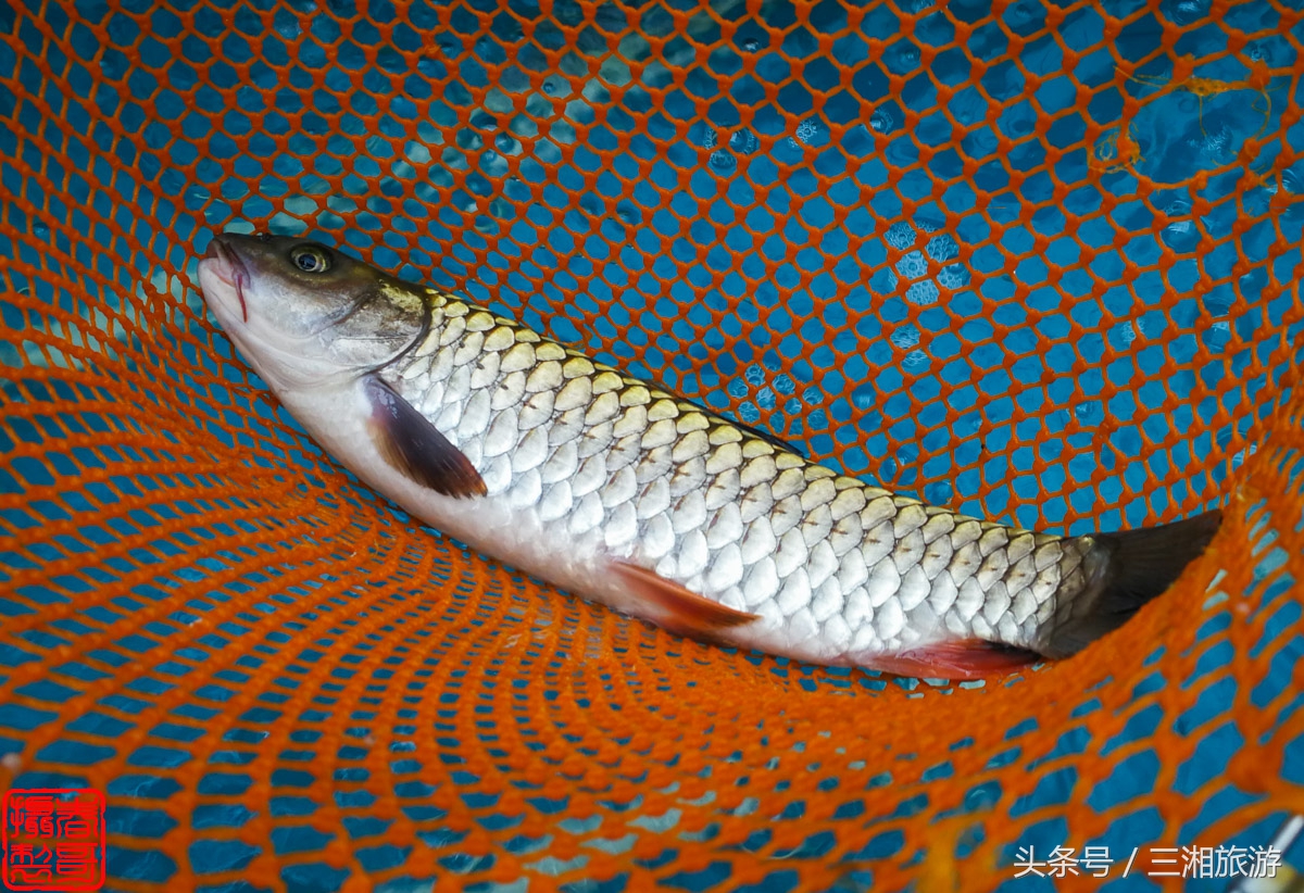 株洲生态休闲农庄生态餐饮,株洲野生鱼饭店