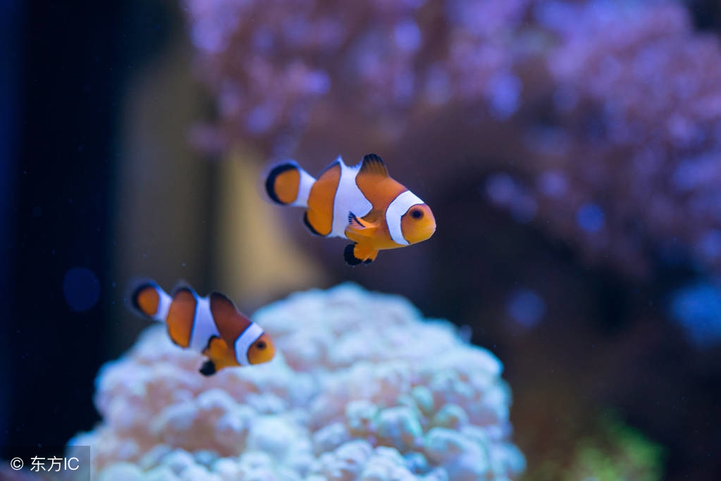 小丑蛙新手入门饲养教程,小丑鱼的饲养