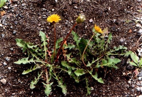 每一个中药背后的故事,一味中药有一个美丽传说