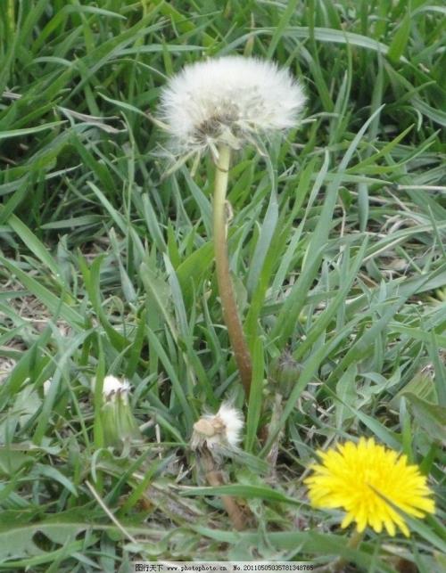 每一个中药背后的故事,一味中药有一个美丽传说